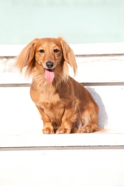 Крупный План Милой Коричневой Собаки Сидящей Скамейке — стоковое фото