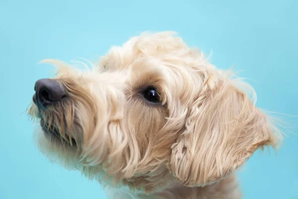 Портрет Очаровательной Собаки Синим Фоном — стоковое фото