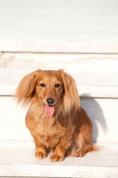 Close Shot Lovely Cute Brown Dog Wooden Steps — Stock Photo, Image