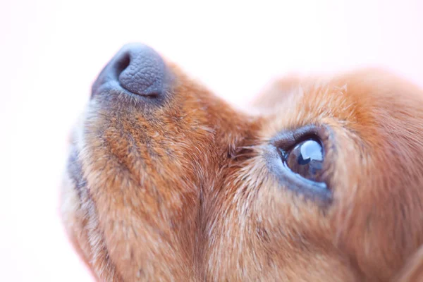 Closeup Shot Little Puppy Studio Shot Cute Dog — Stock Photo, Image