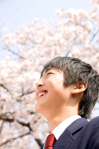 Joven Asiático Hombre Mirando Cerezo Flores — Foto de Stock
