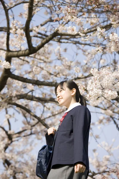Çiçek Açan Kiraz Ağacının Arka Planında Okul Üniformalı Güzel Japon — Stok fotoğraf