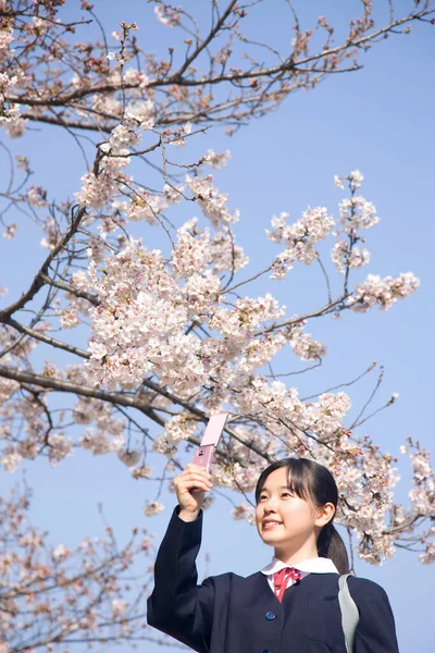Egy Fiatal Lány Portréja Aki Rózsaszín Sakura Virágokat Fényképez Okostelefonnal — Stock Fotó