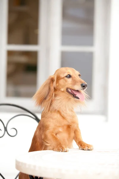 椅子の上に立っている素敵なかわいい茶色の犬のクローズアップショットとテーブル屋外でリーニング — ストック写真