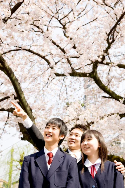 Young Asian Couple Love Looking Cherry Blossom Flowers Spring — Stock Photo, Image