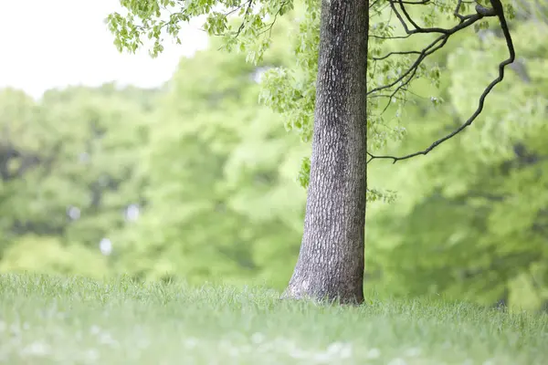 Yaz parkında ağaçlar
