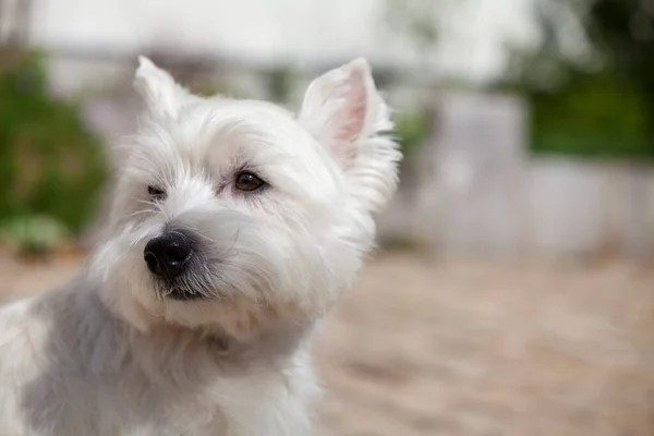 Closeup Shot Cute West Highland White Terrier — Stock Photo, Image
