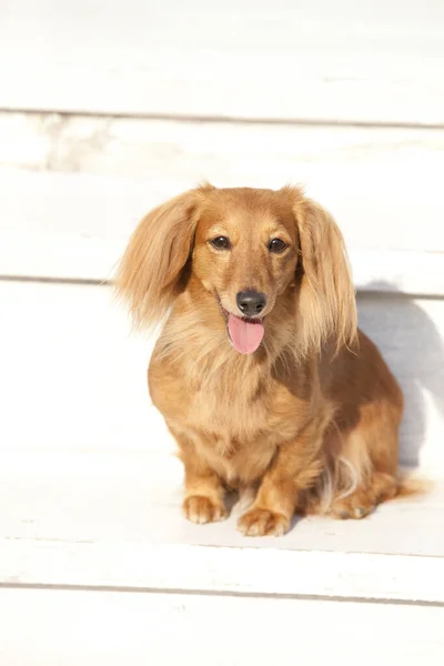一只可爱可爱的棕色狗在木制台阶上的特写镜头 — 图库照片