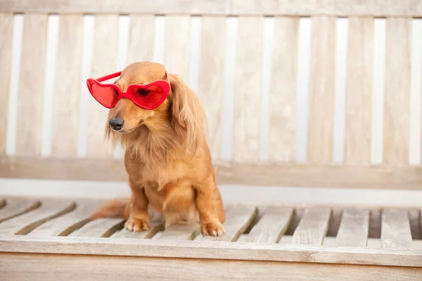 Close-up shot of a lovely cute brown dog in red heart-shaped glasses on wooden bench