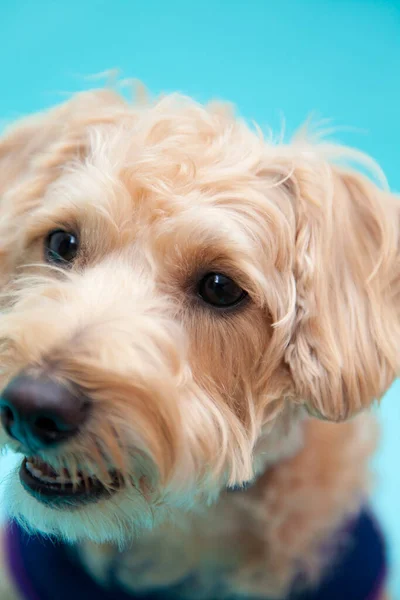Крупным Планом Симпатичная Собака Голубом Фоне — стоковое фото