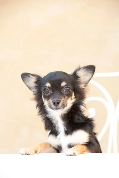 小さな子犬のクローズアップショット かわいい犬のスタジオショット — ストック写真