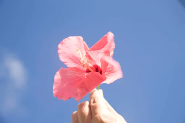 Mooie Roze Bloem Hand Tegen Blauwe Lucht — Stockfoto