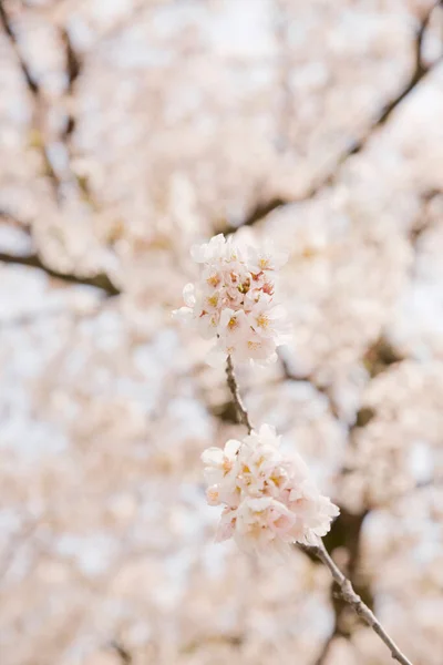 Bahar Bahçe Kiraz Çiçeği — Stok fotoğraf