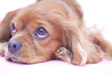 Yavru köpeği yakından çek. Şirin köpeğin stüdyo fotoğrafı.