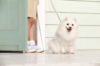 Sahibinin önünde sevimli bir köpek. 