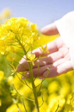 El tarlada sarı çiçeğe dokunuyor