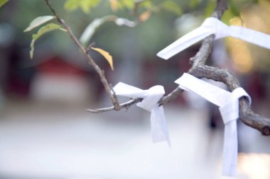 Bahçede kurdeleli ağaç dalı