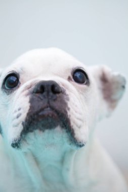 Yavru köpeği yakından çek. Şirin köpeğin stüdyo fotoğrafı.