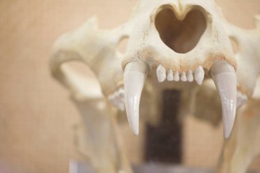 Bulanık arkaplanda hayvan kafatasını kapat