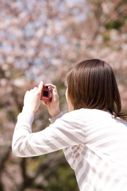 Bir kadın bahar parkında kiraz çiçeklerinin fotoğraflarını çekiyor.