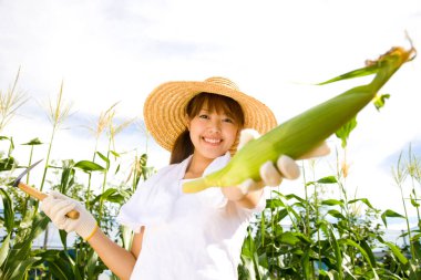 Mutlu genç Asyalı kadın sebze bahçesinde mısır koçanı topluyor.