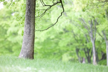 Ormandaki ağaçlarda yeşil yapraklar 