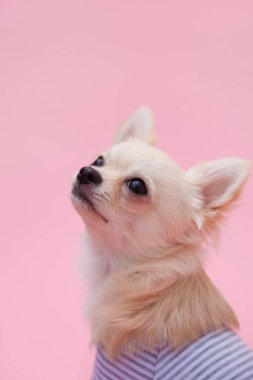 Yavru köpeği yakından çek. Şirin köpeğin stüdyo fotoğrafı.