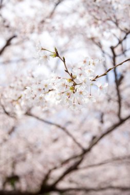 Bahar arkaplanında güzel kiraz çiçekleri