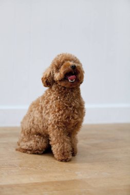 Yavru köpeği yakından çek. Şirin köpeğin stüdyo fotoğrafı.