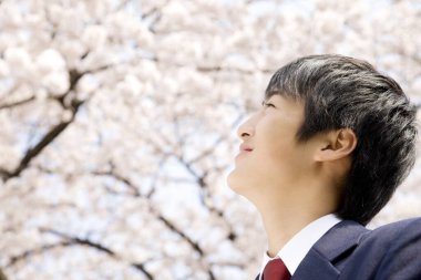 Genç adam kiraz çiçeklerine bakıyor.