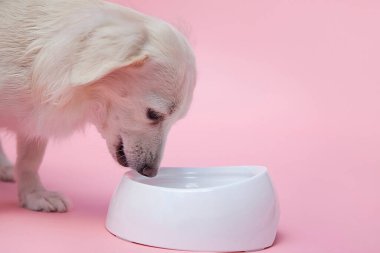 Yavru köpeği yakından çek. Şirin köpeğin stüdyo fotoğrafı.