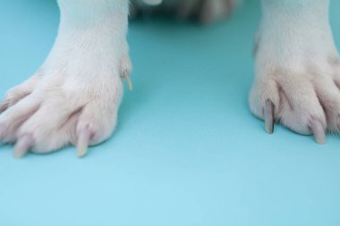 Yavru köpeği yakından çek. Şirin köpeğin stüdyo fotoğrafı.