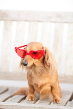 Ahşap bankta kırmızı kalp şeklinde gözlüklü sevimli kahverengi bir köpeğin yakın plan fotoğrafı. 