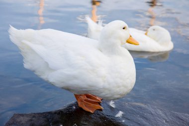 Nehir kıyısındaki beyaz ördekler 