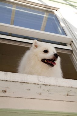 Yavru köpeği yakından çek. Şirin köpeğin stüdyo fotoğrafı.