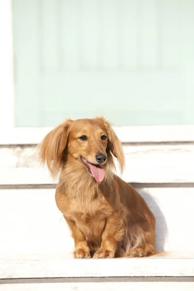 Κοντινό Πλάνο Ενός Χαριτωμένου Καφέ Σκύλου Ξύλινα Σκαλοπάτια — Φωτογραφία Αρχείου