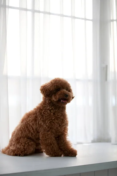 Крупный План Маленького Щенка Студийный Снимок Милой Собаки — стоковое фото