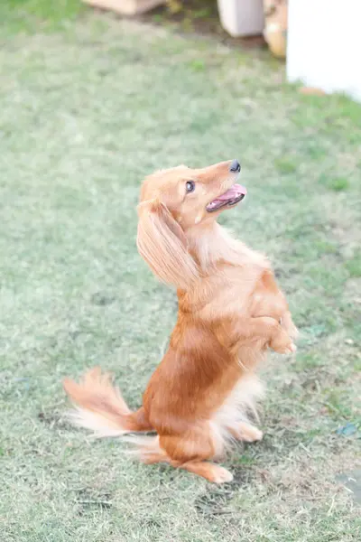 一只可爱可爱的棕色小狗在绿草上玩耍的特写镜头 — 图库照片