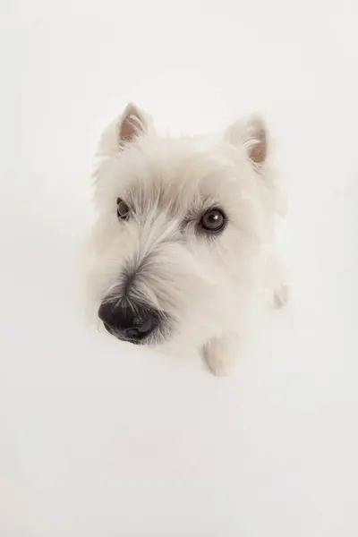 Close Tiro Bonito Oeste Highland Branco Terrier — Fotografia de Stock