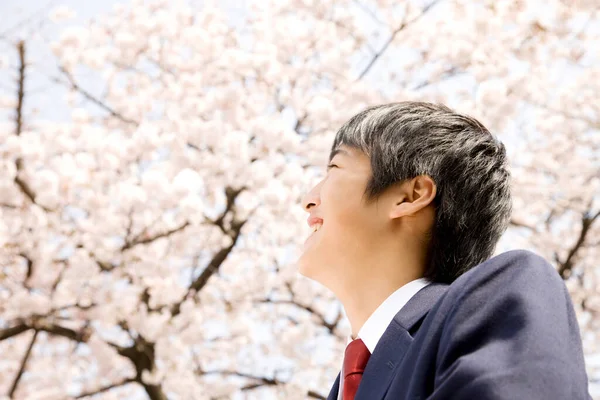 Mladý Asijský Muž Při Pohledu Třešňové Květy — Stock fotografie
