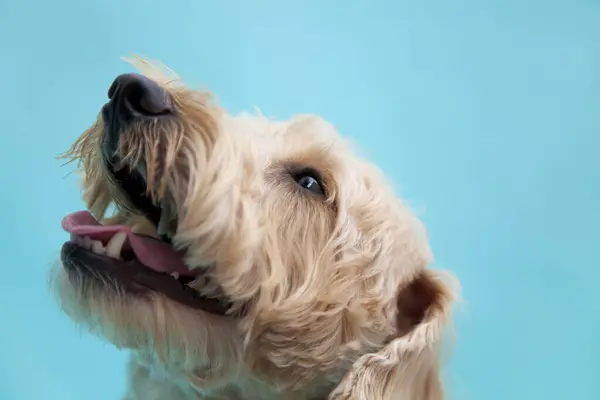 Портрет Очаровательной Смешанной Породы Собаки Синем Фоне — стоковое фото