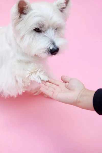 Słodkie Pies Szczeniak Dając Łapa Rękę — Zdjęcie stockowe