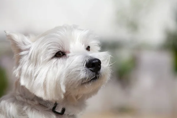 Close West Highland White Terrier — Stock Photo, Image