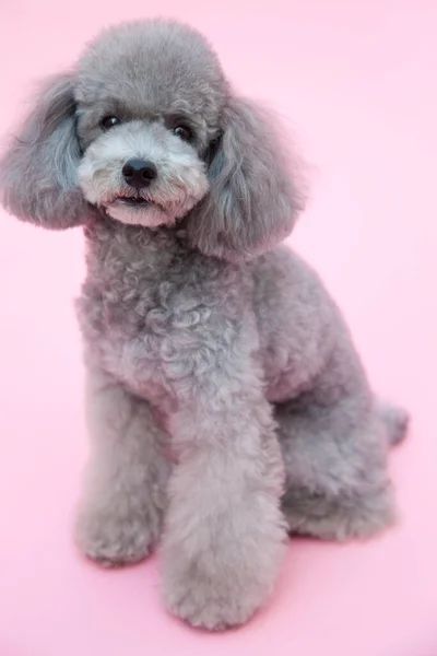 Hond Poedel Puppy Zitten Roze Achtergrond — Stockfoto