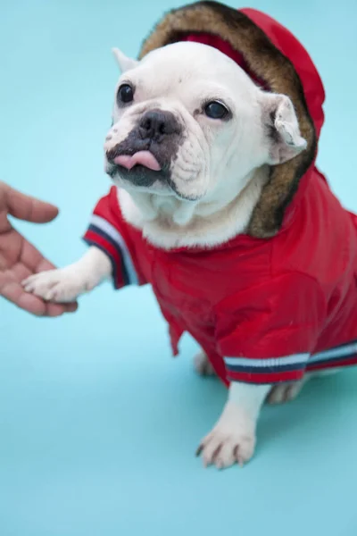 小さな子犬のクローズアップショット かわいい犬のスタジオショット — ストック写真