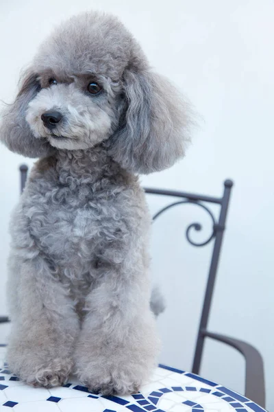 Portret Uroczego Pudla Psa — Zdjęcie stockowe