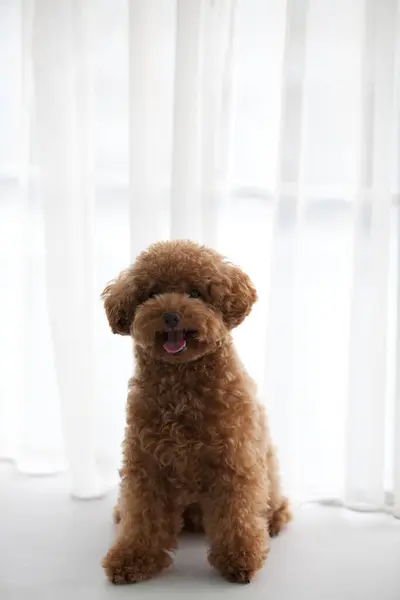 Крупним Планом Знімок Маленького Цуценя Студійний Знімок Милого Собаки — стокове фото