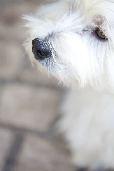 West Highland Terrier Blanco —  Fotos de Stock
