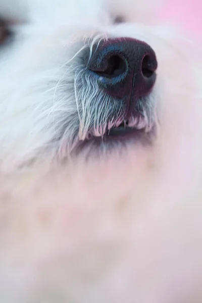West Highland White Terrier Nariz — Foto de Stock