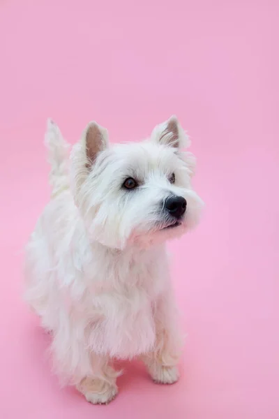 West Highland White Terrier Против Розового — стоковое фото